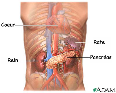 Anatomie du pancréas < monhepatogastro