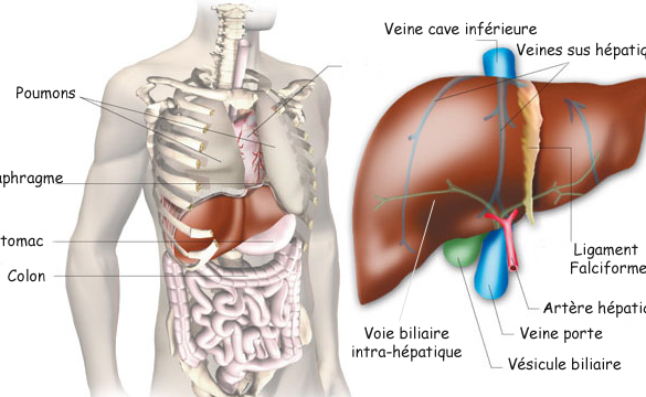 Anatomie du pancréas